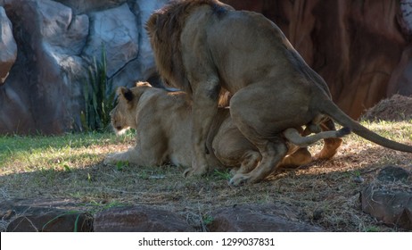 Lion Sex