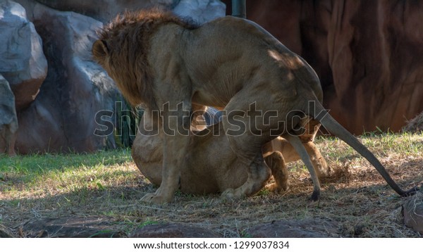 Pictures of lions having sex