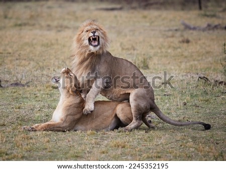 lions mating in Tanzania for the second time in 20 min