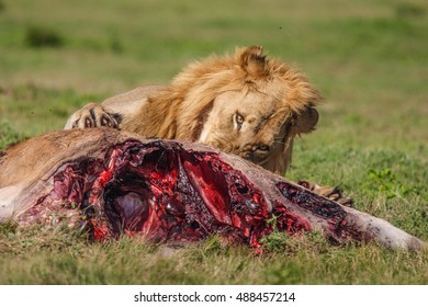 Lion's Meal In The Addo Elephant National Park