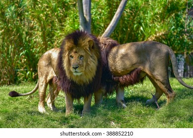 Lions In Melbourne Zoo