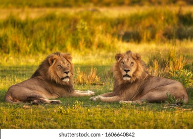 Lions Of Moremi Game Reserve In Botswana