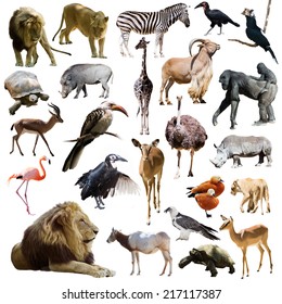 Lions And Other African Animals. Isolated Over White Background 