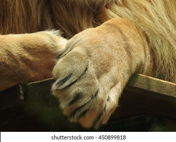 Стрелка лев. Car Lion Paw.