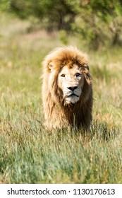Lions Pride in African Savannah - Shutterstock ID 1130170613