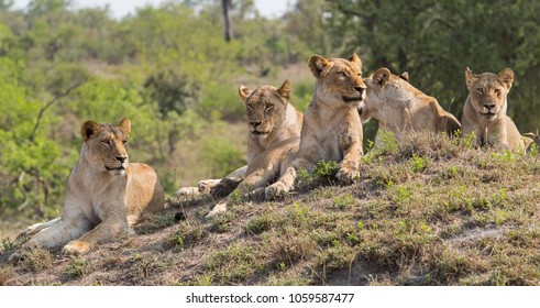 10,327 Sabi Sands Images, Stock Photos & Vectors | Shutterstock