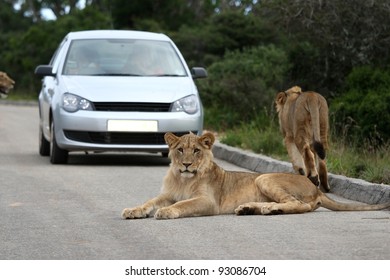 Lion Car Images Stock Photos Vectors Shutterstock