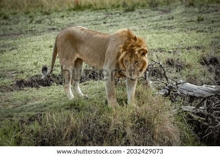 Image, Stock Photo lion in Masai Mara Kenya