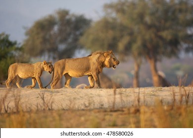Lions Roaming Mana Pools, Zimbabwe
