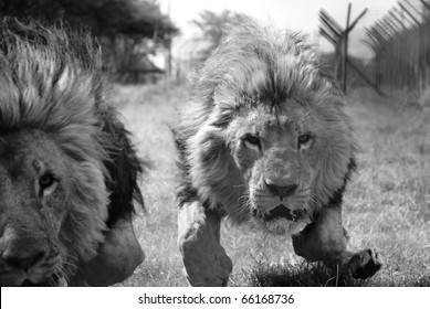 Lions Running For Food At Antelope Park Zimbabwe