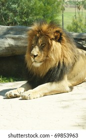 Lions At San Diego Wild Animal Park