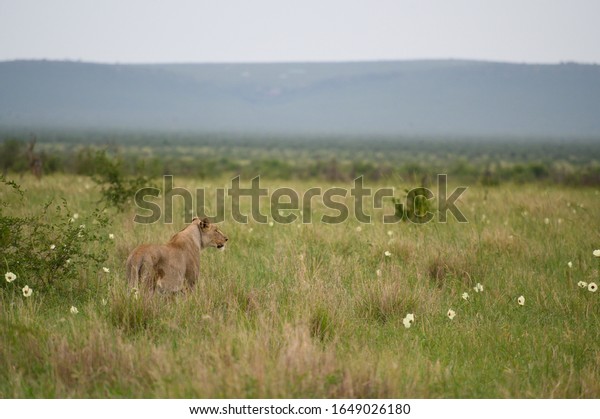 Lions Savane South Africa Stock Photo Edit Now