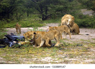 Lions, Selous National Park, Tanzania - Shutterstock ID 510889147