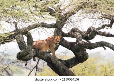 Lions In Serengeti National Park, Tanzania