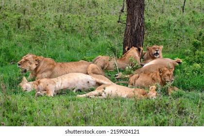 Lions in Serengeti National Park, Tanzania - Shutterstock ID 2159024121