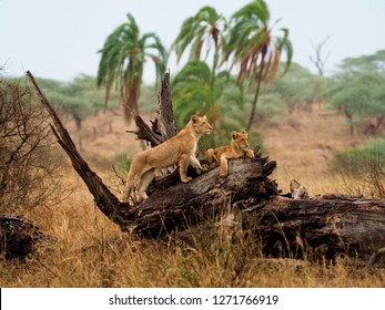 Lions In The Serengeti Tanzania