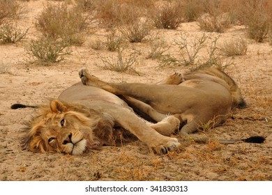 Lions Sleeping