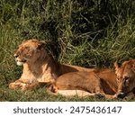 Lions sleeping in the grass in africa, kenia, masai mara