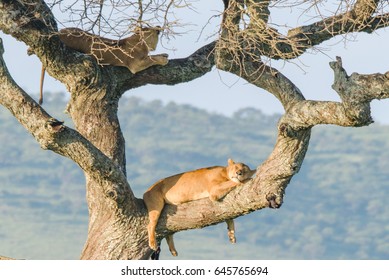 Lions Sleeping On The Tree