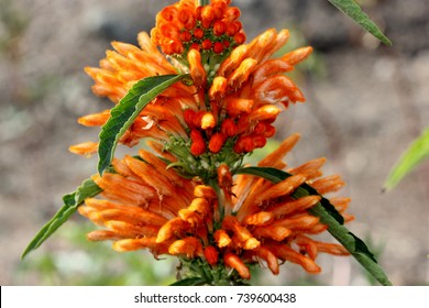 290 Leonotis leonurus Images, Stock Photos & Vectors | Shutterstock