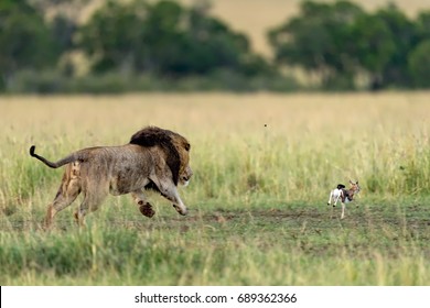 male lion chasing deer