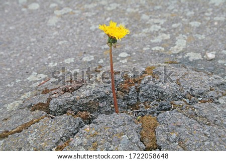 Similar – Mauerblümchen Farbfoto