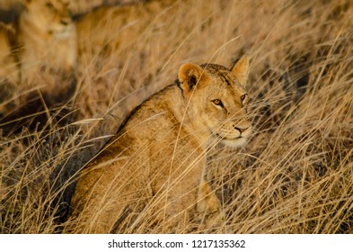 Lions In Tsavo East National Park