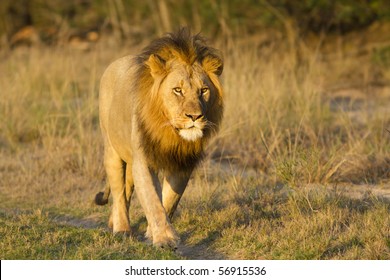 Lions walk