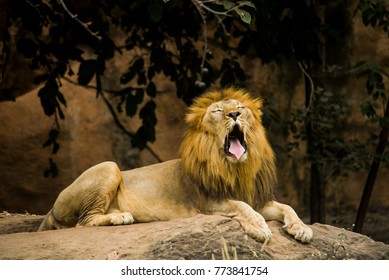 Lions yawn and relaxing