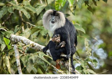 The lion-tailed macaque is an endangered Old World monkey native to the Western Ghats of India. They are known for their distinct manes, social behavior, and forest habitat. - Shutterstock ID 2338540499