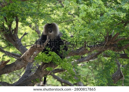 Lion-tailed Macaque (Macaca silenus), an endangered primate endemic to the Western Ghats of South India