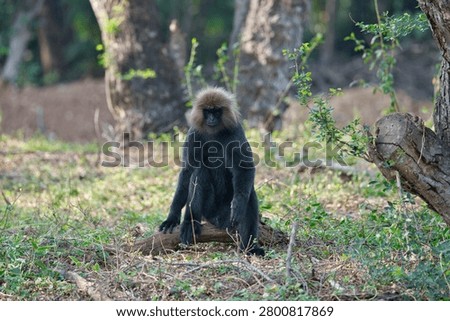 Lion-tailed Macaque (Macaca silenus), an endangered primate endemic to the Western Ghats of South India
