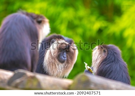 Lion-tailed macaque, Macaca silenus, in a forest.