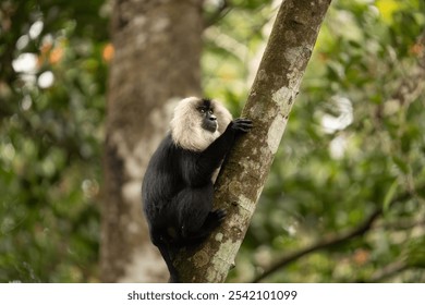 Lion-Tailed Macaque Skillfully Climbs Tree Branch in Its Natural Habitat - Powered by Shutterstock