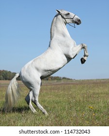 Lipizzaner In Action