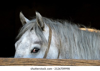 A Lipizzaner horse hidden behind a fence - Powered by Shutterstock