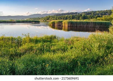 Lipno reservoir in Horni Plana - largest water area in Czech republic. Beautiful sunset, clean water, reeds, long grass. Amazing South Bohemia nature.  - Shutterstock ID 2173609691