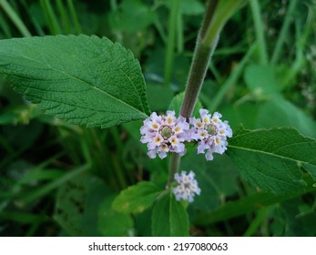 Lippia Alba Is A Species Of Flowering Plant In The Verbena Family, Verbenaceae.