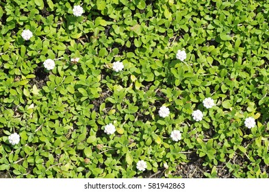 Lippia (ground cover plants)