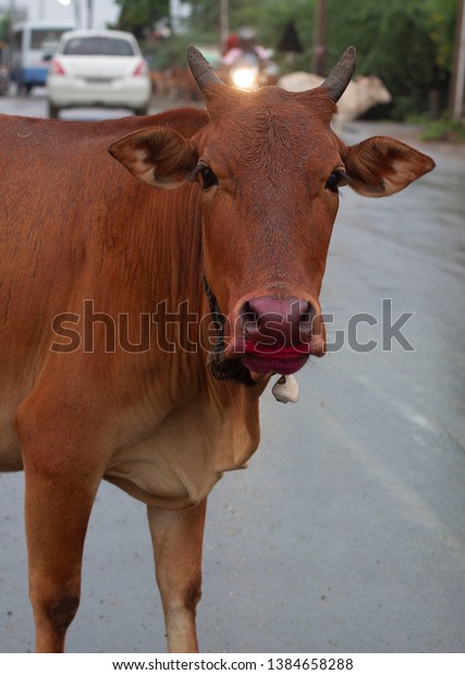 cow with lipstick