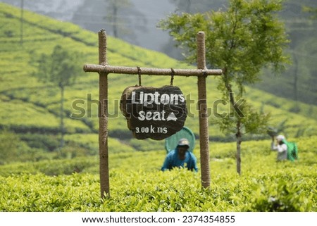 Lipton seat tea plantation, Haputale, Sri Lanka