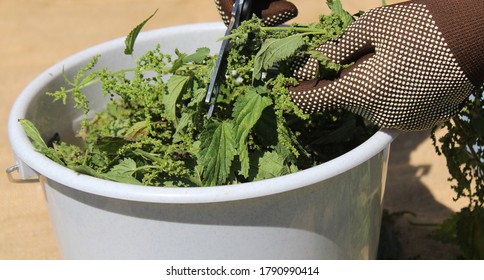 liquid manure from stinging nettles in a stinging nettles field