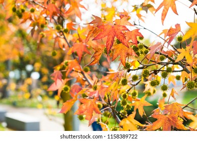 Liquidambar In Autumn