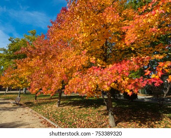 Liquidambar In Autumn