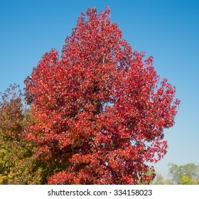 Liquidambar Styraciflua