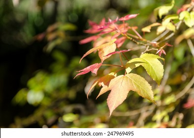 Liquidambar Styraciflua Leaf,maple