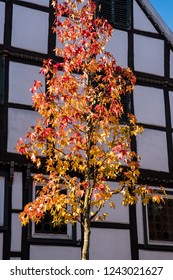 Liquidambar Styraciflua Or Sweet Gum In Front Of A House