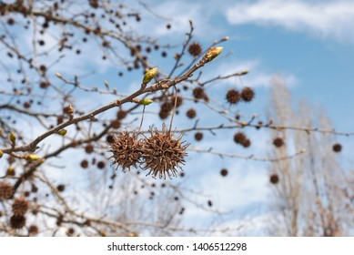 Liquidambar Styraciflua Tree In Winter