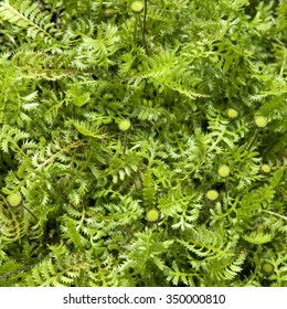 Liquor Flower, Cotula Squalida; Groundcover