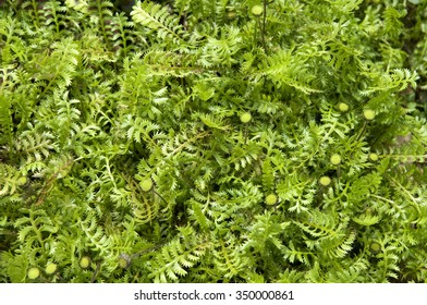 Liquor Flower, Cotula Squalida; Groundcover